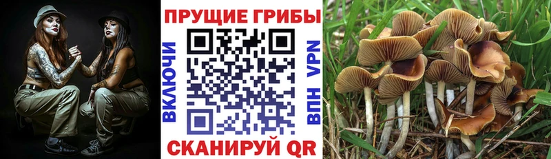 Галлюциногенные грибы мицелий  Емва 